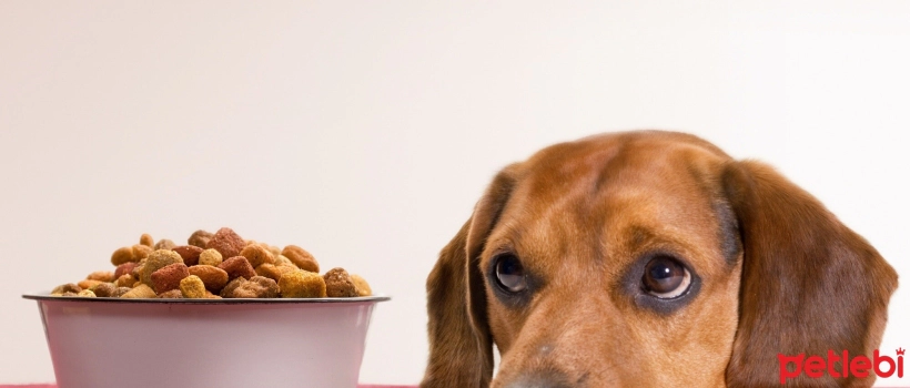 Why is Taste So Important in Dog Nutrition?