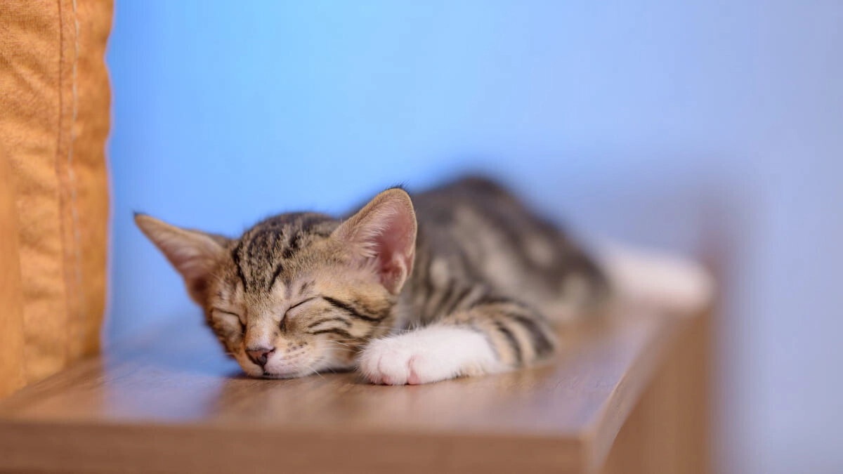 The Calmest and Most Docile Cat Breeds