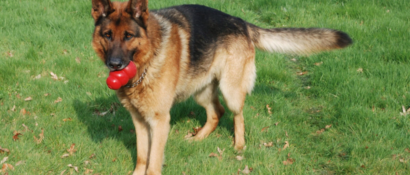 German Shepherd Dog Breed Characteristics, Care and Feeding