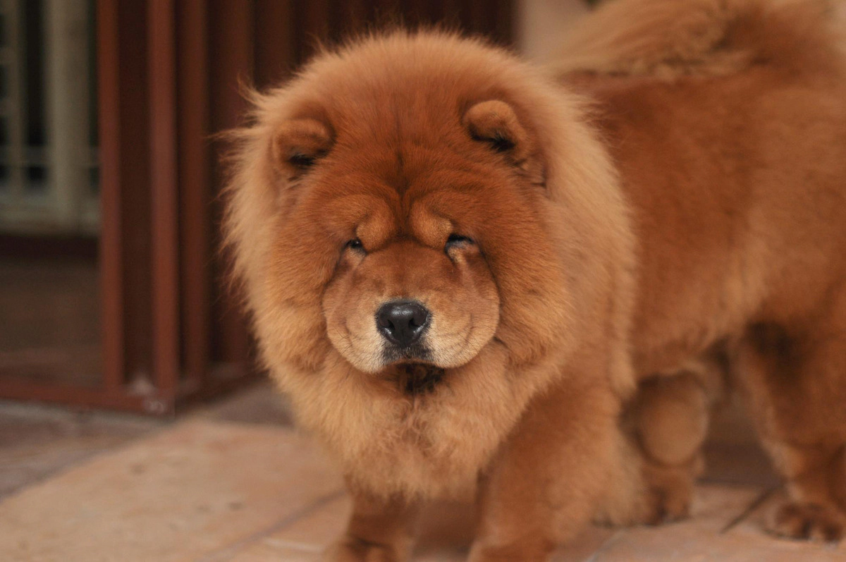 Chinese lion with caramel-colored fur