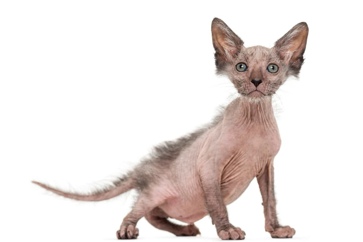 Cat with little hair on its ears and back
