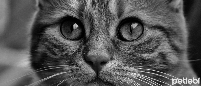 Do Cats Pass Gas? Gas Problems in Cats and Treatment Methods