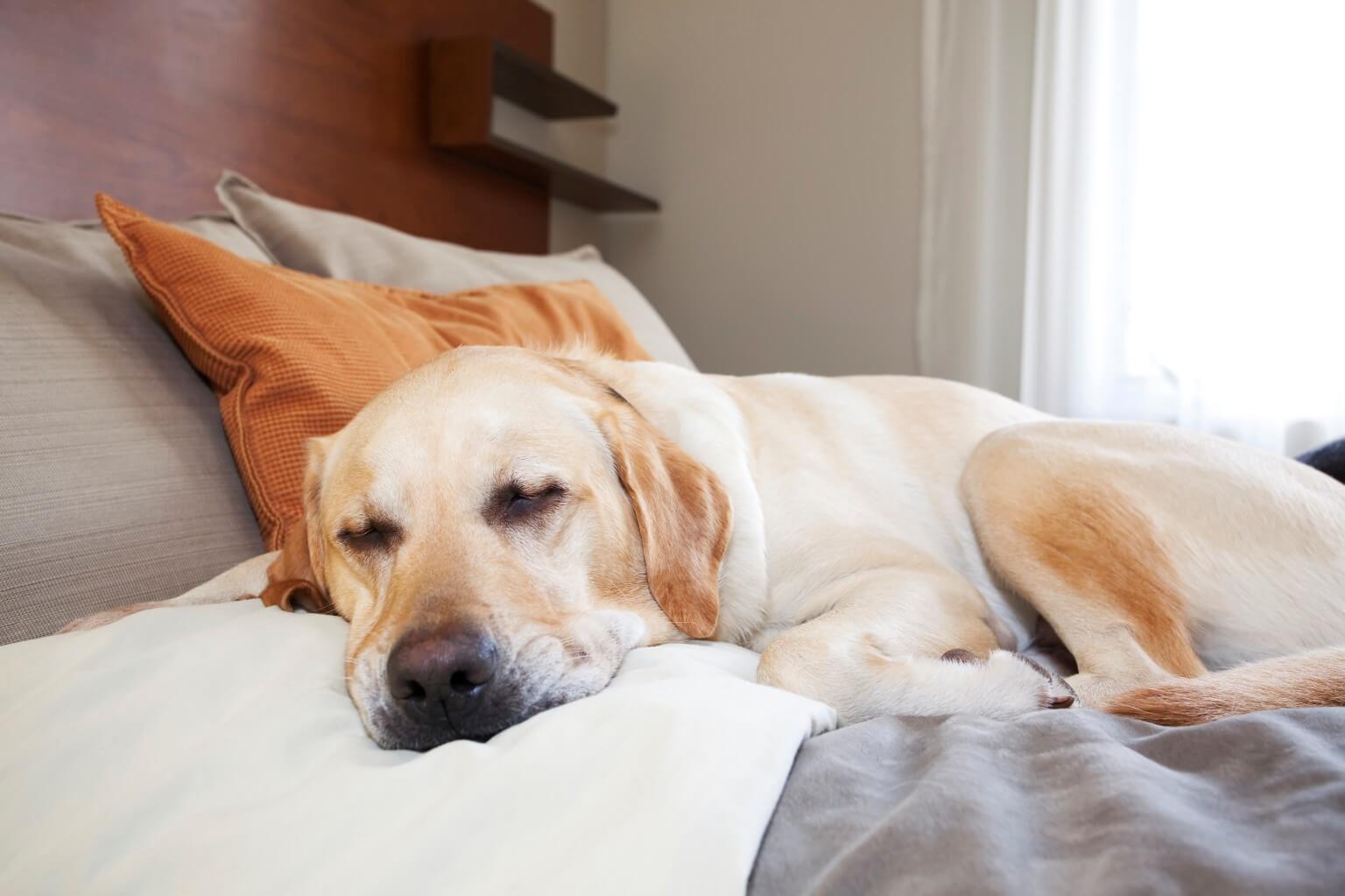 Dog sleeping in bed