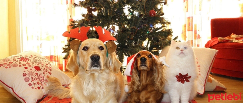 Are Christmas Trees Harmful to Cats and Dogs?