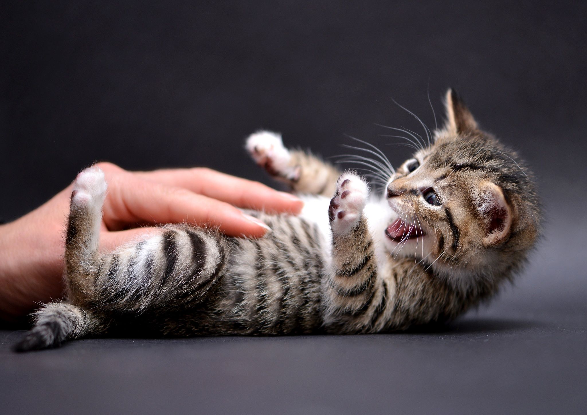 Kitten with belly being petted
