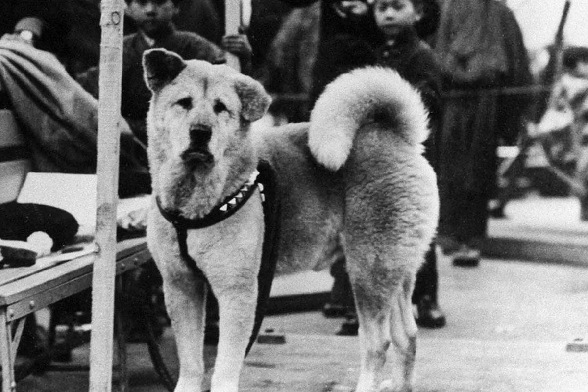 An old picture of Hachiko looking into the frame photo