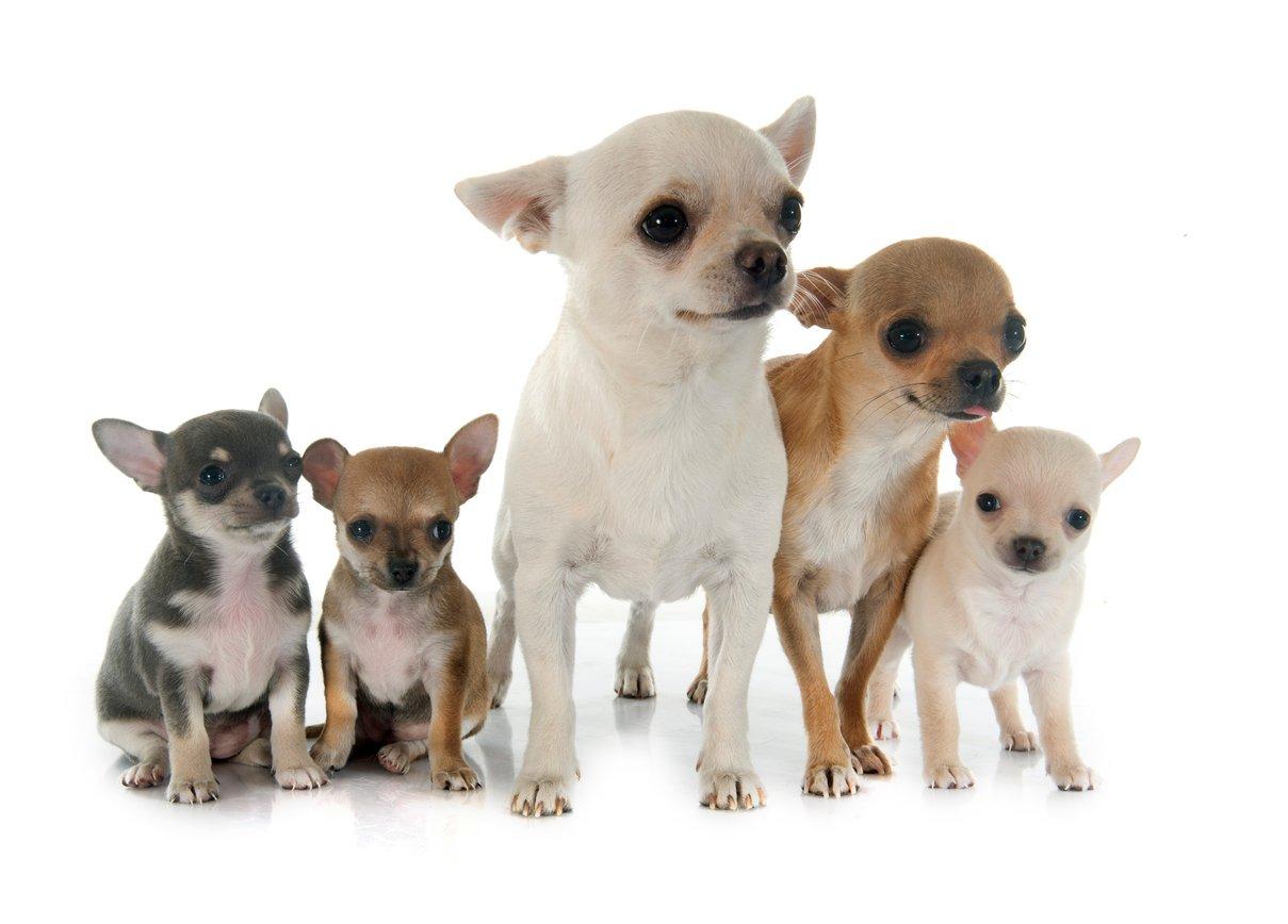 Chihuahuas at different life stages