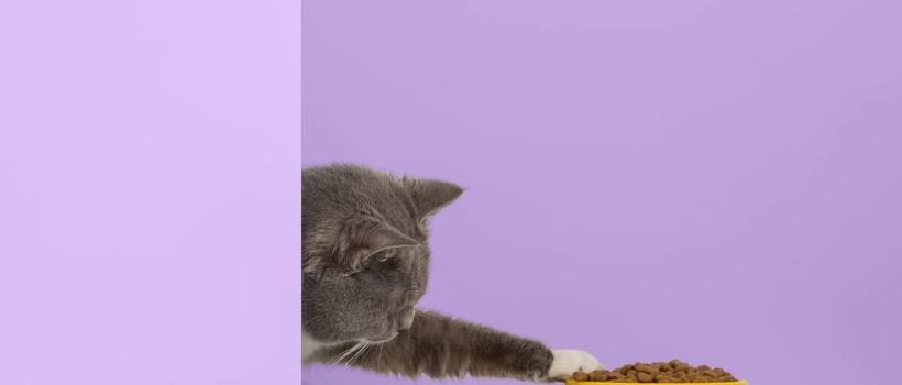How to Recognize Food Allergies and Intolerances in Cats?