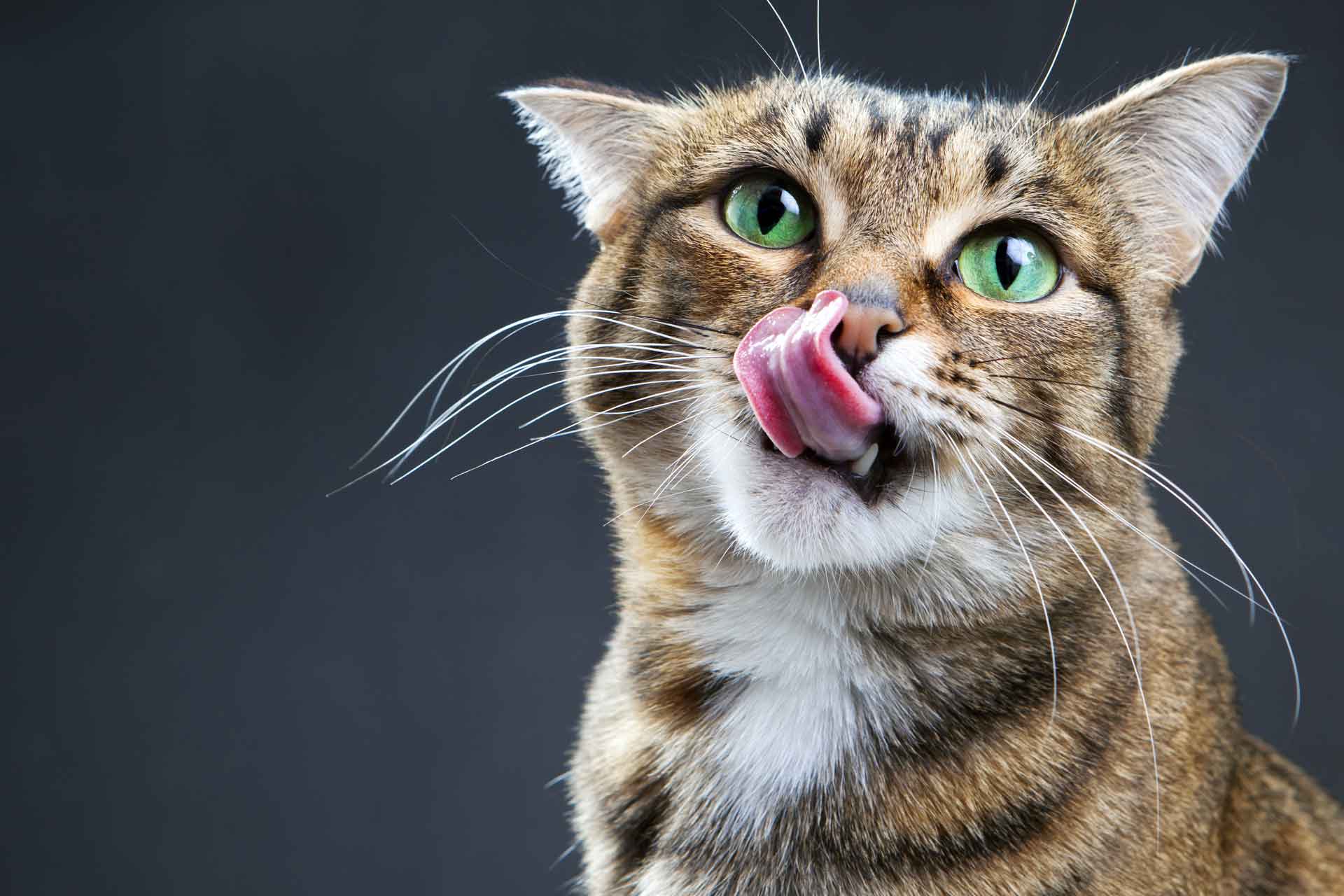 A cat licking its mouth and nose