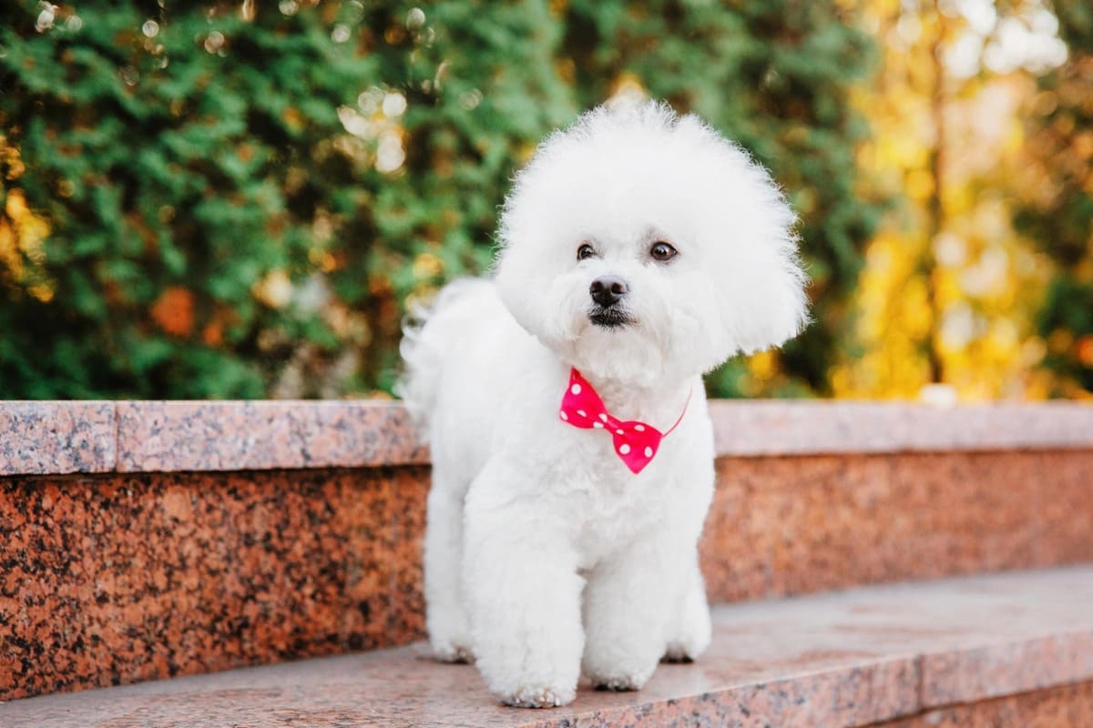 Small white dog with bow tie