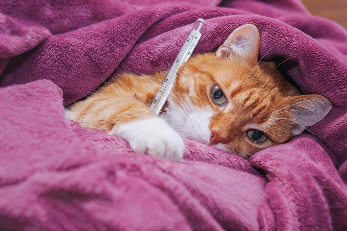 A sick cat lying down