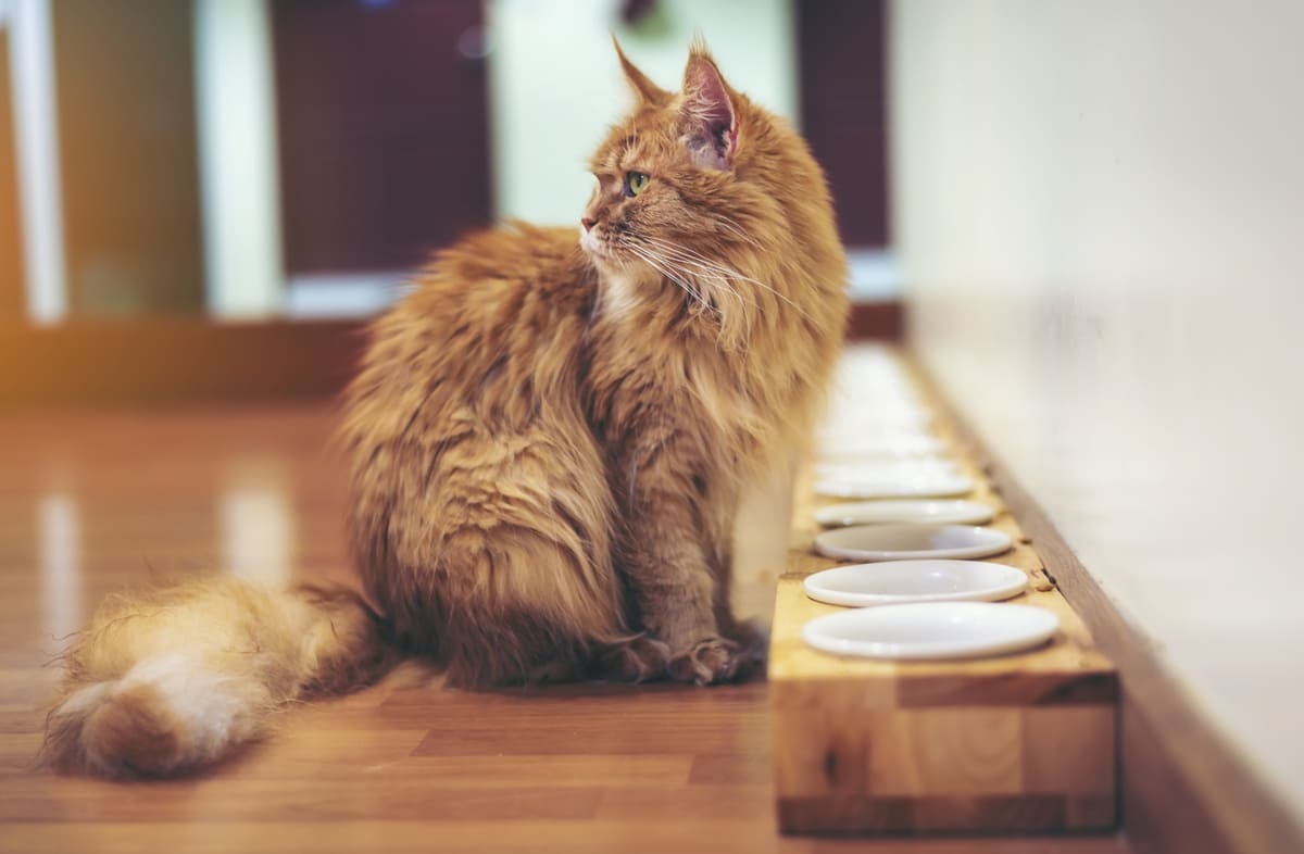 Cat with orange fur standing in front of a bunch of food bowls