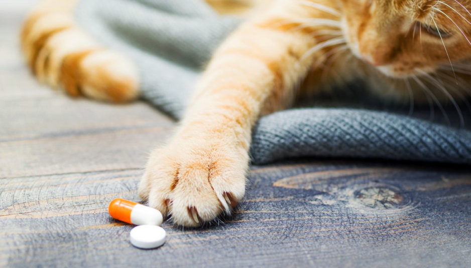 Yellow-furred cat reaching for vitamin supplements