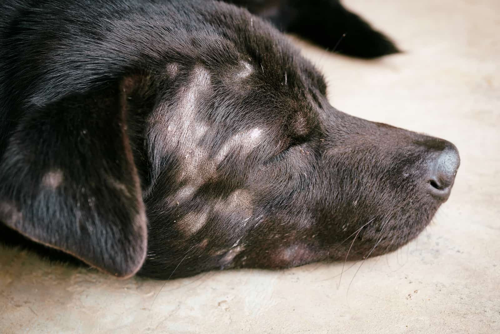 Black dog with hair loss due to skin problem