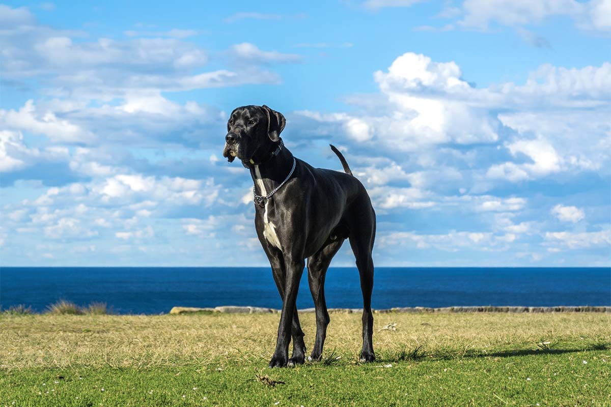 Great Dane standing on a grassy surface with the sea behind it
