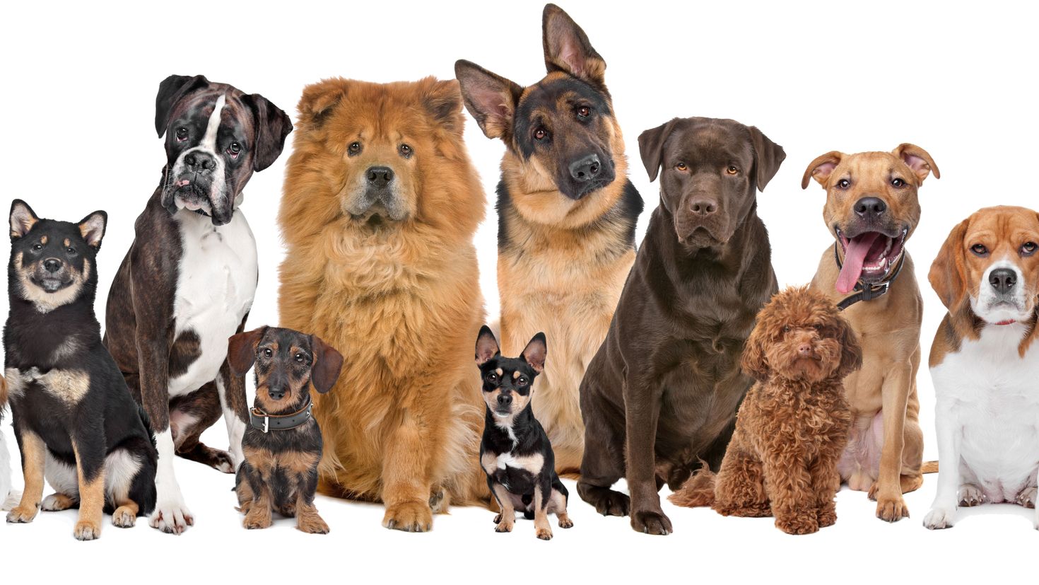 Dogs of different breeds side by side
