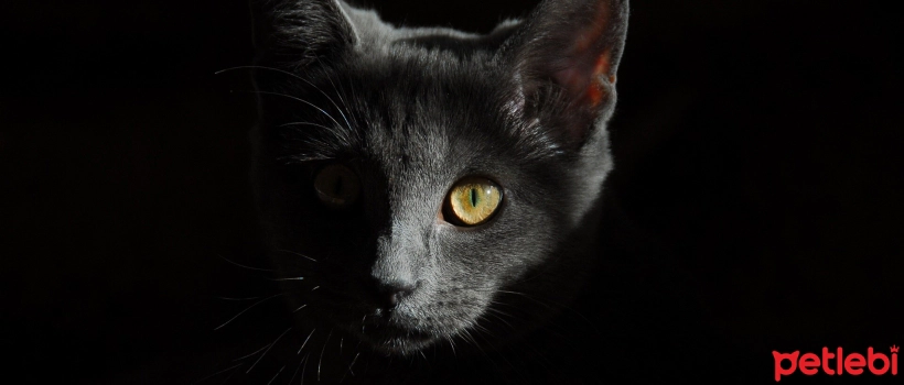 What is Asthma in Cats? Symptoms and Treatment Process