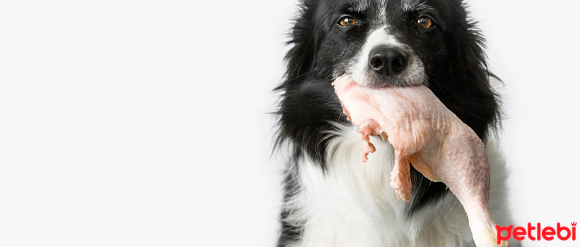 Is Eating Raw Chicken Safe for Dogs?