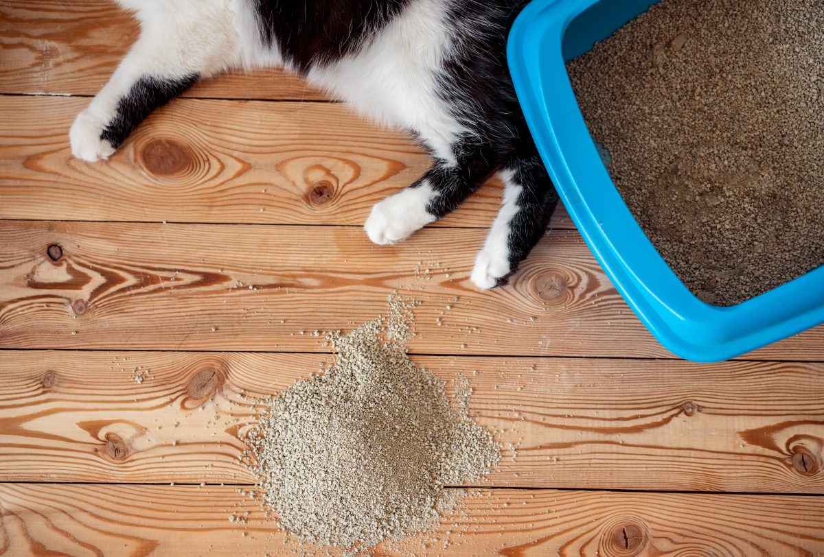 Cat that has thrown its litter box out