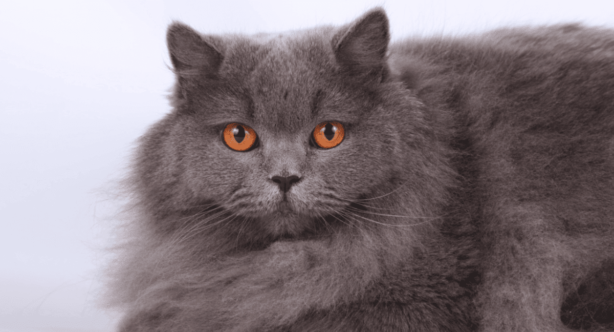 British Longhair cat with gray fur