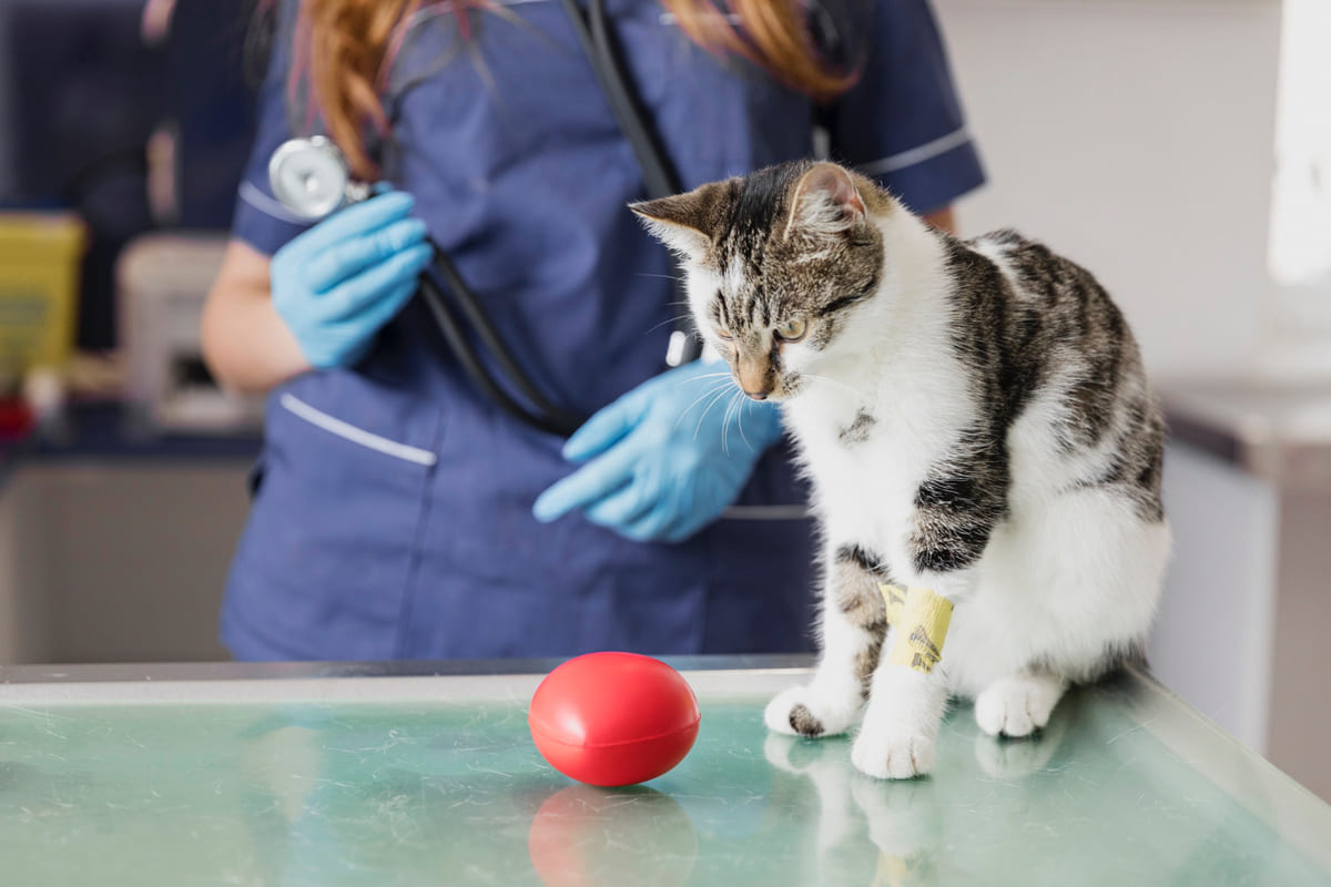 A tabby cat with a paw band looking at a red object on the examination table
