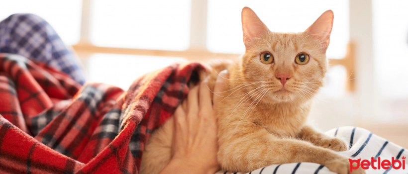 Why Do Cats Sleep With Their Owners?
