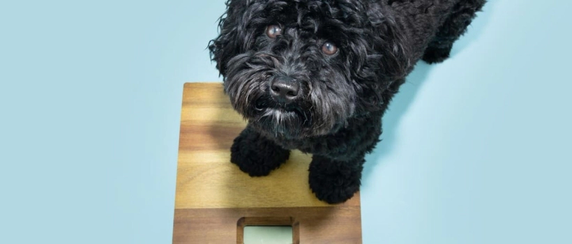 Is Obesity Dangerous in Dogs? Protect Your Dog from Excess Weight