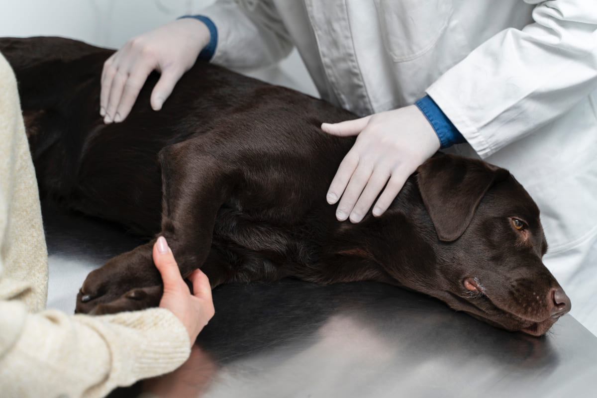 Brown large breed dog lying on the examination table dog