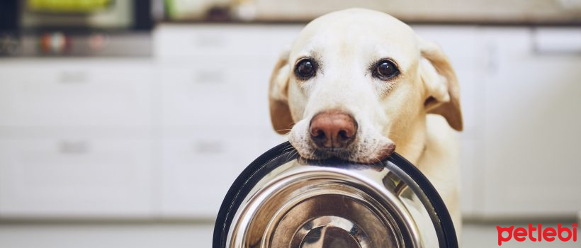 What Should Be Considered When Choosing Dog Food?