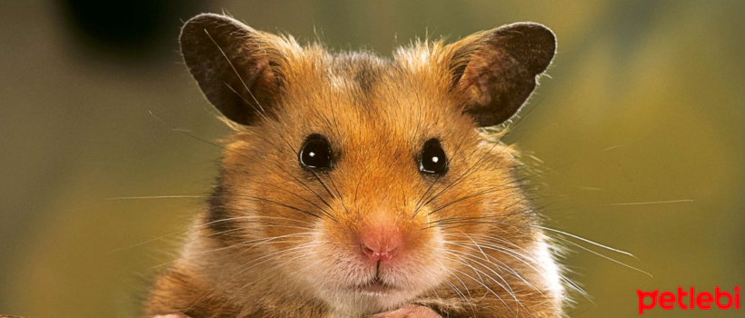 What Should Hamster Owners Buy?