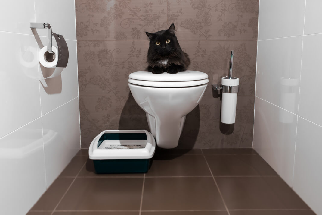 A cat sitting on the toilet