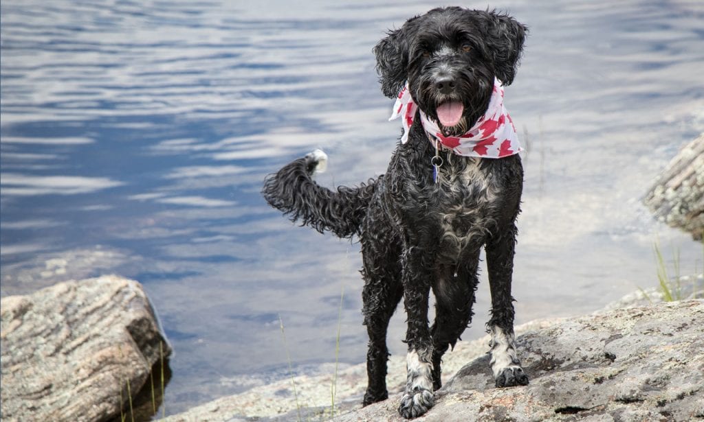 Portuguese Su Dog