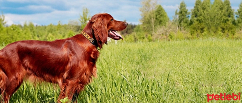 Special Nutrition for Dogs with Sensitive Skin