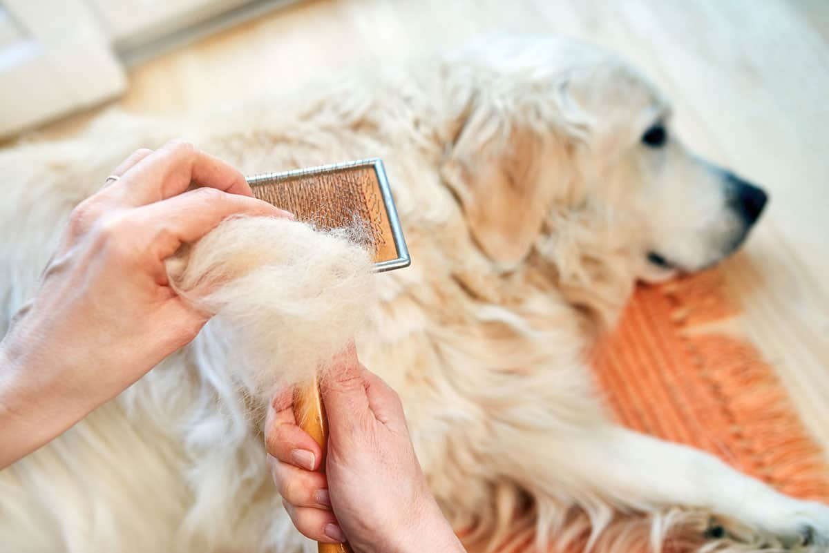 dog being combed