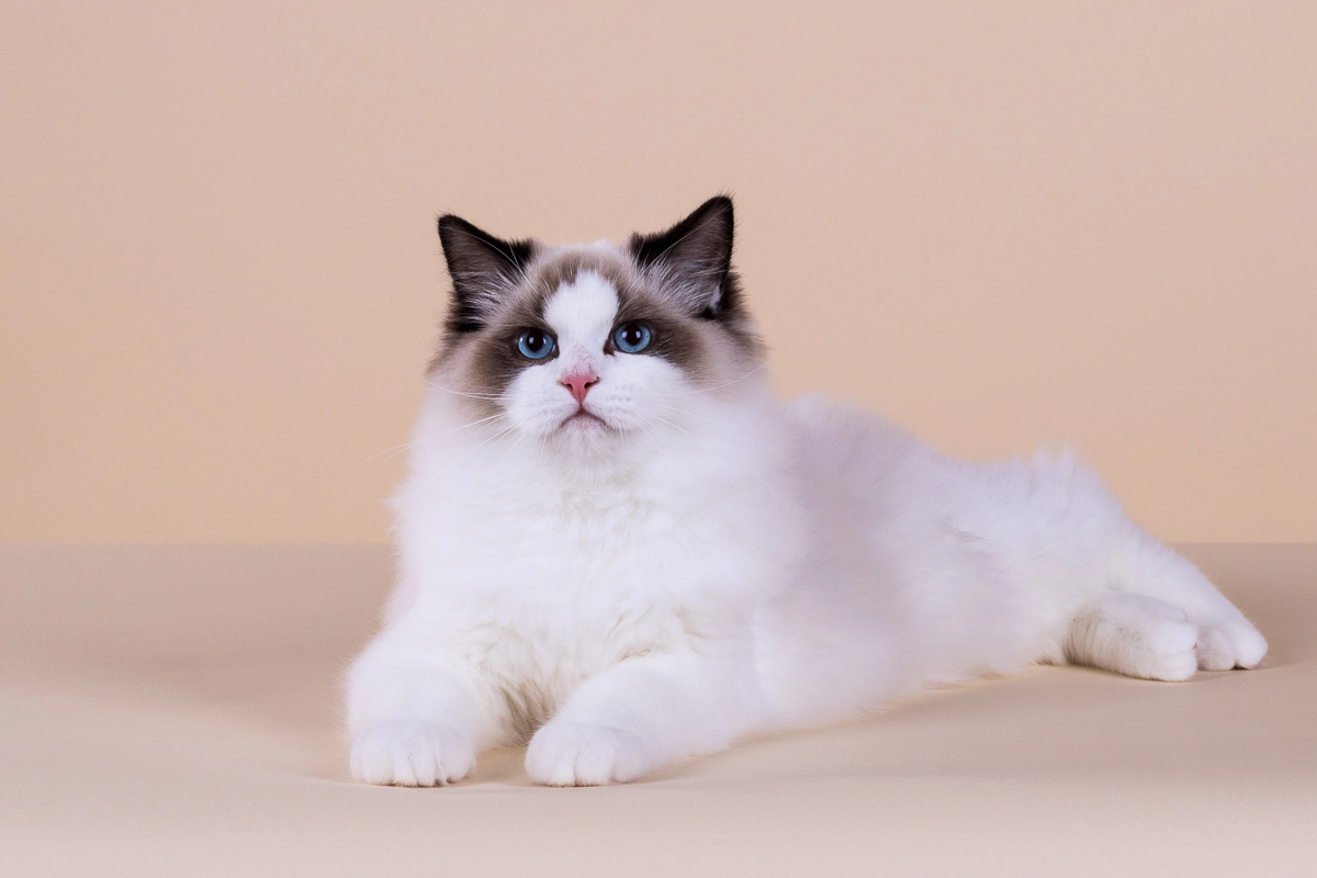 Blue-eyed Ragdoll cat lying on the floor
