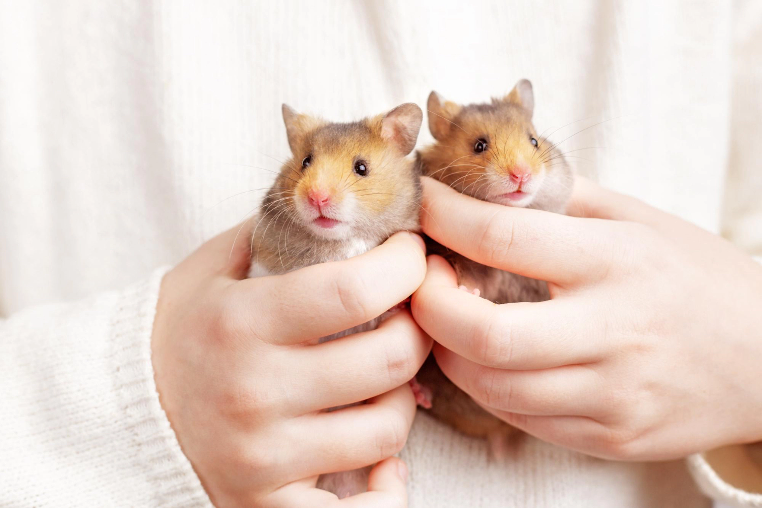 Two hamsters
