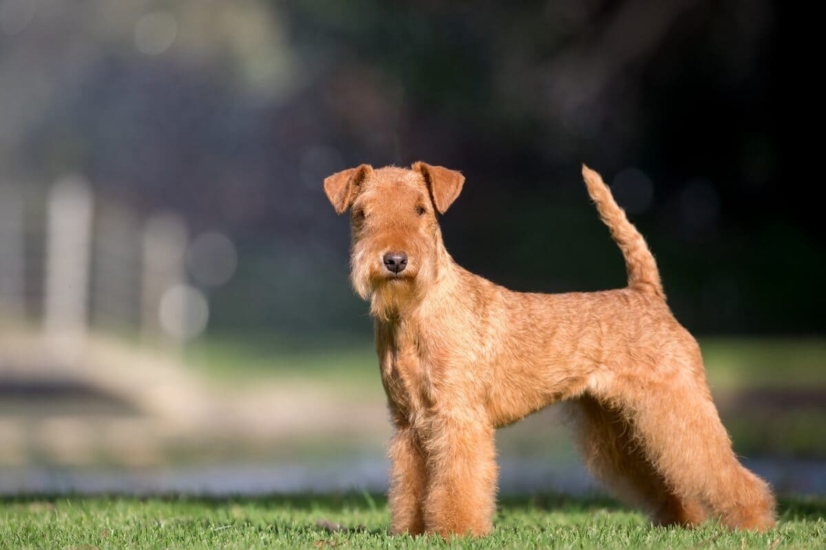 Lakeland Terrier
