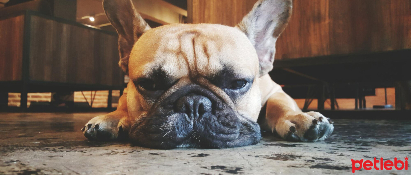 Causes, Symptoms, and Solutions for Stress in Dogs