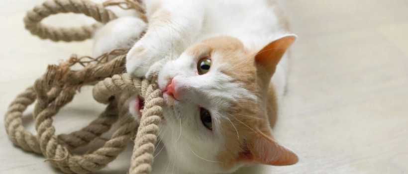 Why Do Cats Play with Rope? Reasons and Considerations