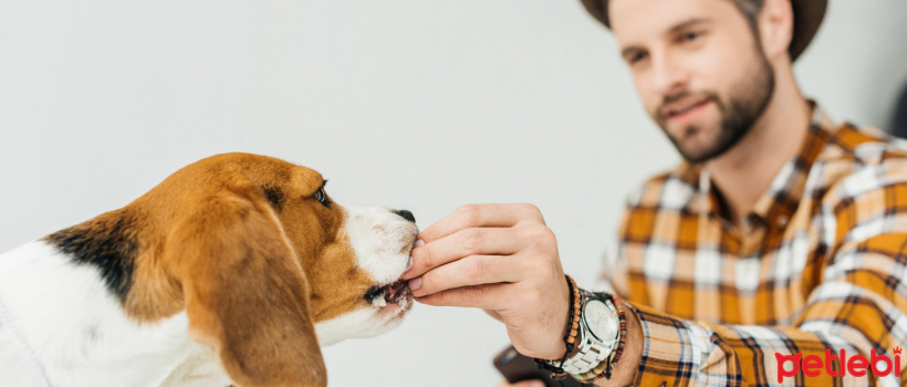 Is Changing Food Harmful & Does it Cause Hair Loss in Dogs?