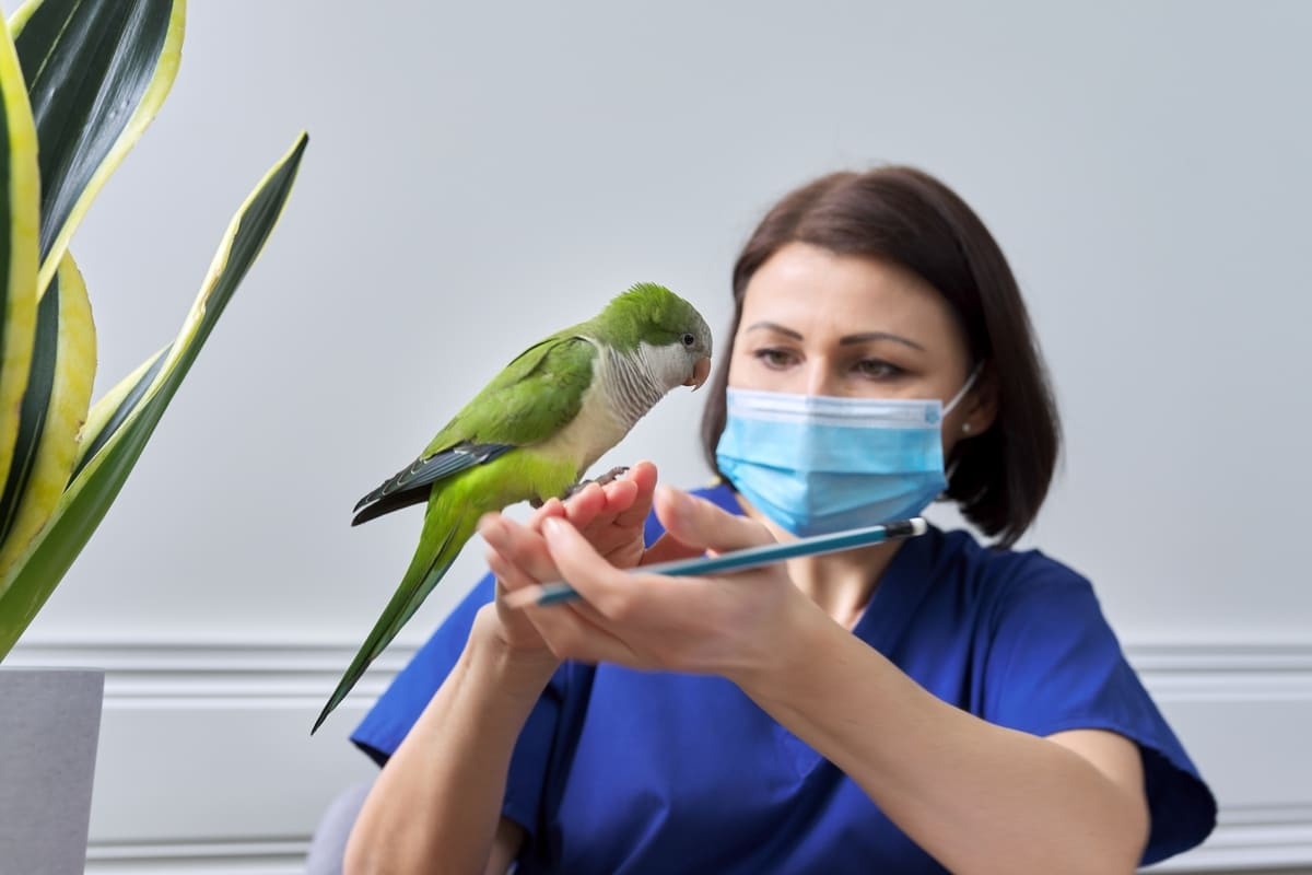Bird being examined by a veterinarian
