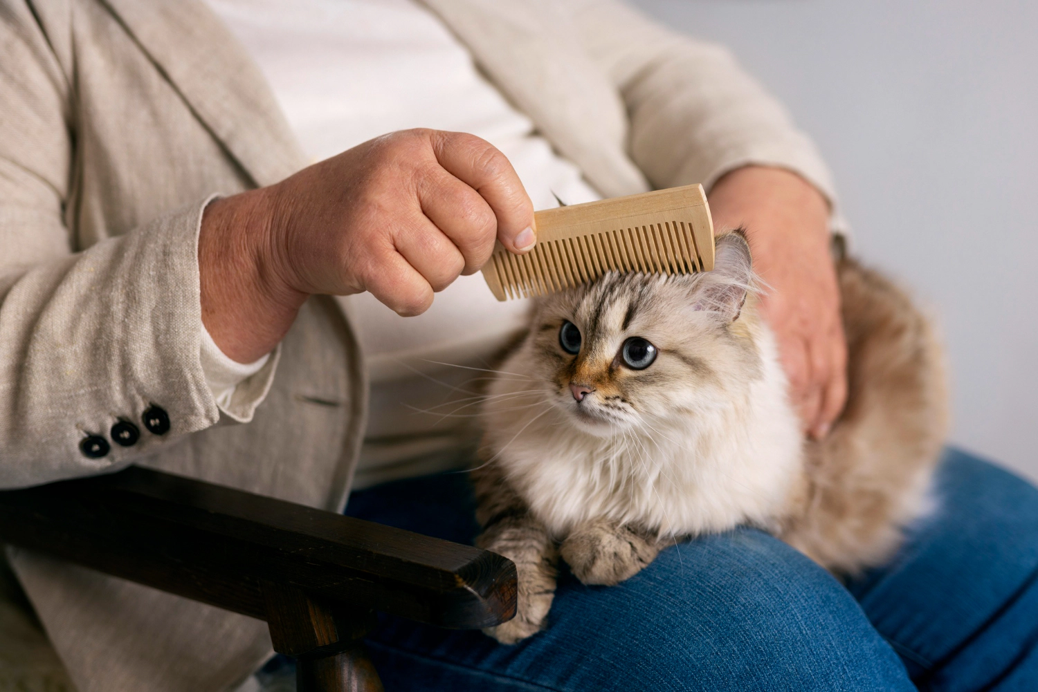 cat having its fur brushed on its owner's lap