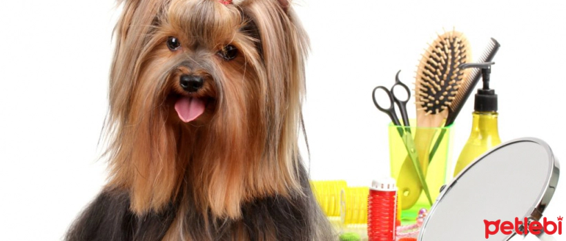 Tips for Shaving Dogs