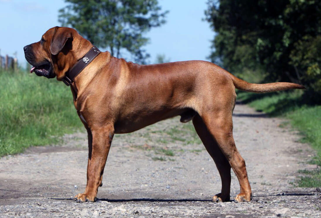 Black collared dog standing on concrete