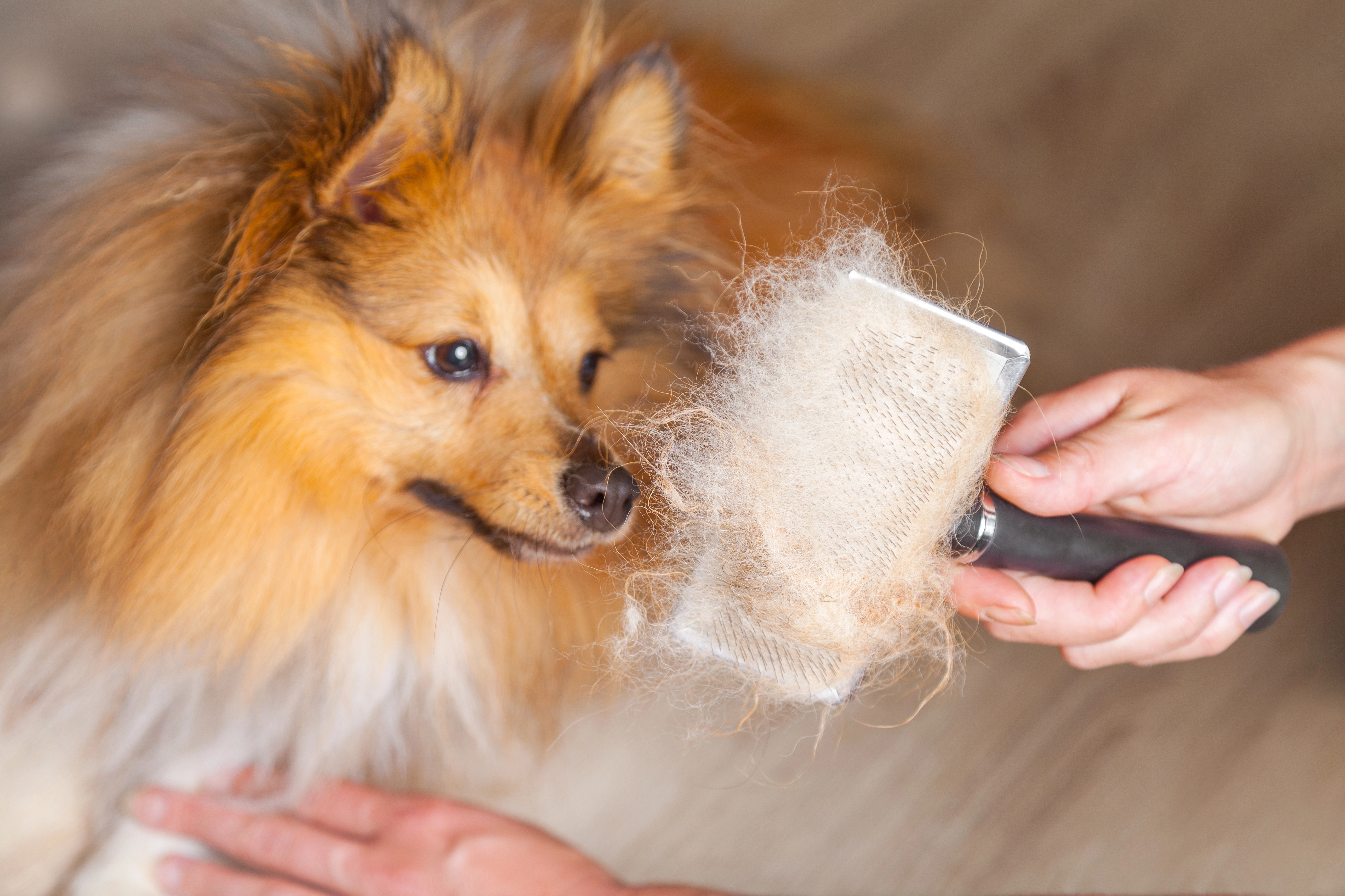 Small breed dog with combed fur