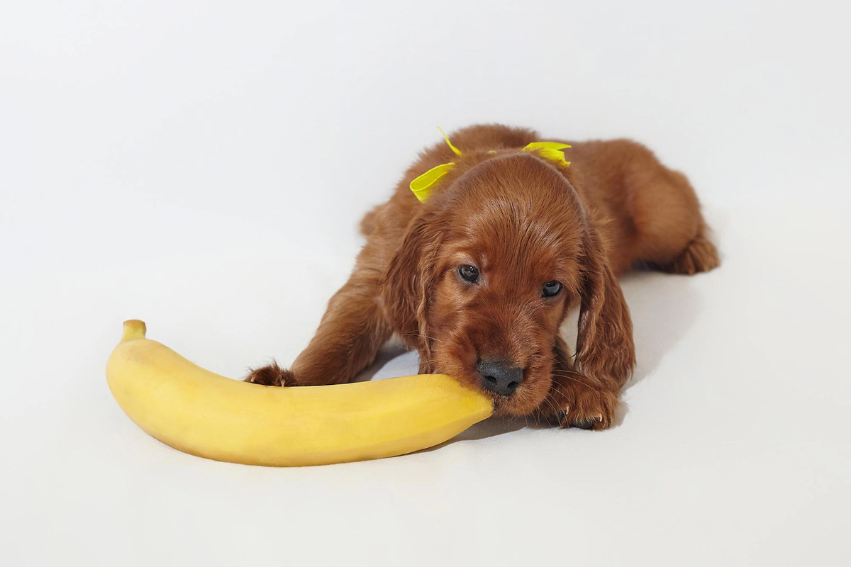 Irish setter puppy trying to bite a banana