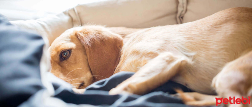 Pulmonary Edema in Dogs