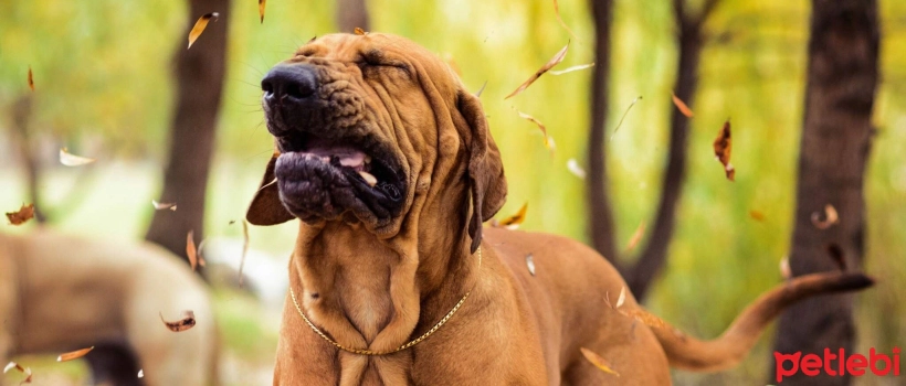 Allergies in Dogs: Causes, Symptoms, What Helps?