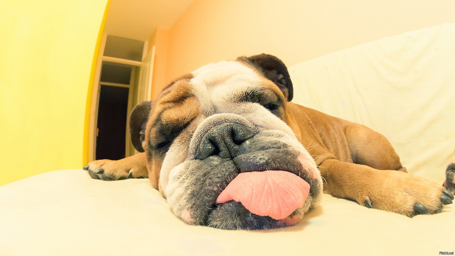 Dog sleeping with its tongue out