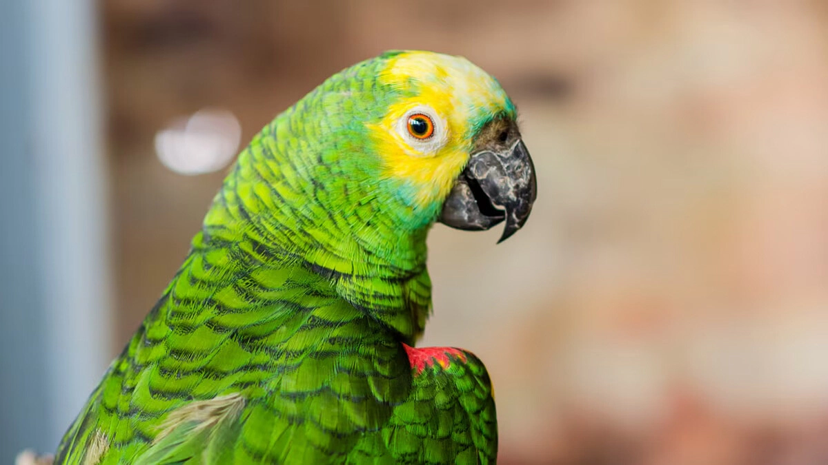 Comprehensive Guide to Amazon Parrot Care, Feeding and Training